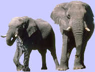 Elefanten